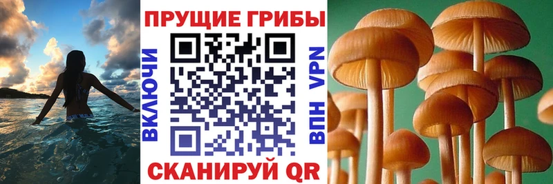 Псилоцибиновые грибы ЛСД Евпатория